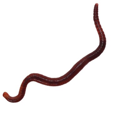 beyaz zemin üzerine eisenia fetida izole makro solucan (brandling kurt, panfish solucan, alabalık solucan, kaplan kurt, kırmızı wiggler solucan, kırmızı Kaliforniya toprak solucanı),
