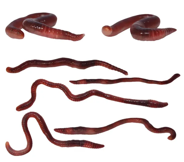 Set macro earthworm (gusano de la marca, gusano panfish, gusano de trucha, gusano tigre, gusano wiggler rojo, gusano de tierra californiano rojo), aislado sobre fondo blanco, Eisenia fetida — Foto de Stock