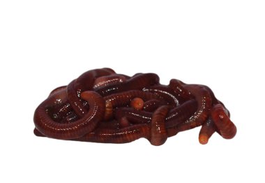 beyaz zemin üzerine eisenia fetida izole makro solucan (brandling kurt, panfish solucan, alabalık solucan, kaplan kurt, kırmızı wiggler solucan, kırmızı Kaliforniya toprak solucanı),