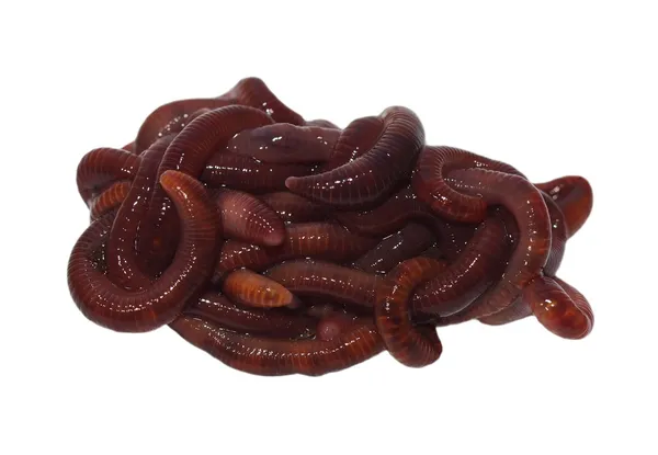 宏蚯蚓 （节蠕虫、 panfish 蜗轮、 鳟鱼蠕虫、 老虎蠕虫、 红色摇摆器蜗杆、 红色加州地球蠕虫），在白色的背景，用蚯蚓中分离 — 图库照片