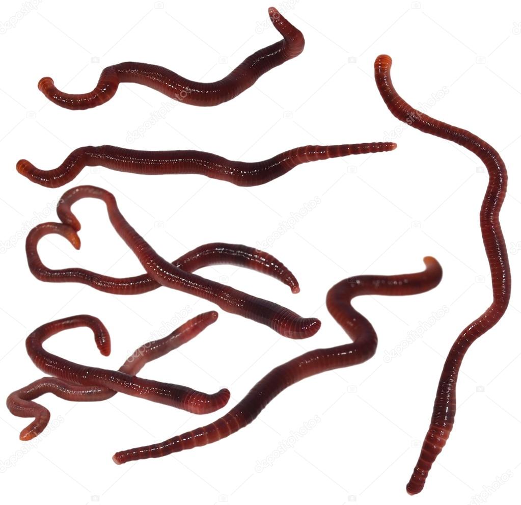 List 28+ Wallpapers show me a picture of a worm Excellent List 28+ Wallpapers show me a picture of a worm Excellent