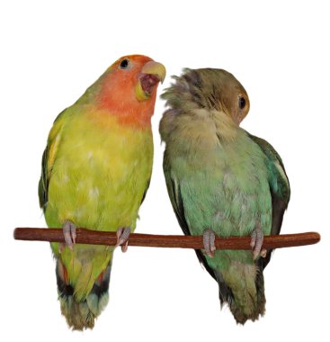 Lovebirds roseicollis üzerinde beyaz arka plan agapornis izole