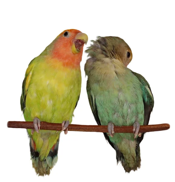 Lovebirds ізольовані на білому тлі Agapornis roseicollis — стокове фото