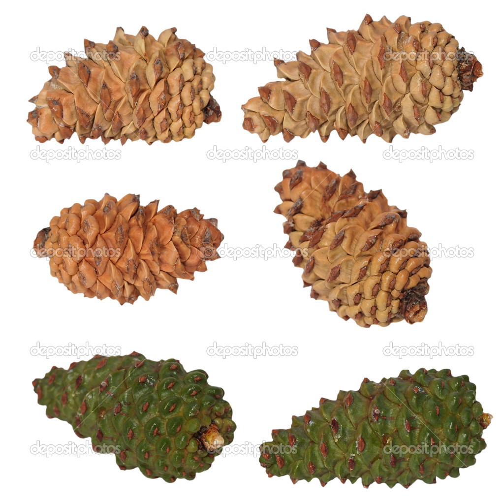 Pine cones collection isolated on white background, with clipping path
