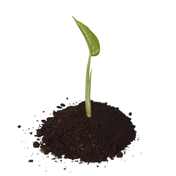Tropical plant tree growing seedling in soil isolated on white background — Stock Photo, Image