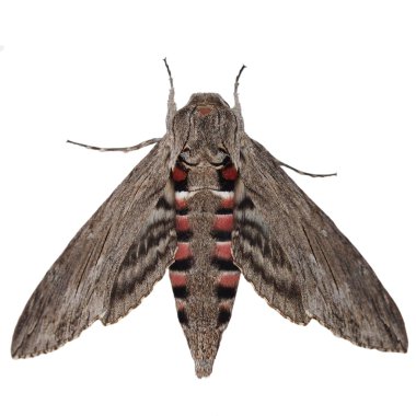 convolvulus Şahin-beyaz arka plan üzerinde gri güve izole güve, (agrius convolvuli)