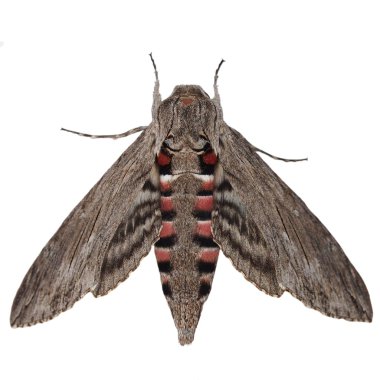 Convolvulus Hawk-moth, (Agrius convolvuli) Gray moth isolated on white background clipart