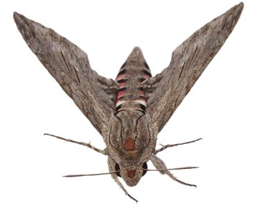 convolvulus Şahin-beyaz arka plan üzerinde gri güve izole güve, (agrius convolvuli)
