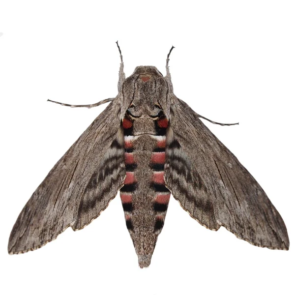 Convolvulus Hawk-traça, (Agrius convolvuli) Traça cinzenta isolada sobre fundo branco — Fotografia de Stock