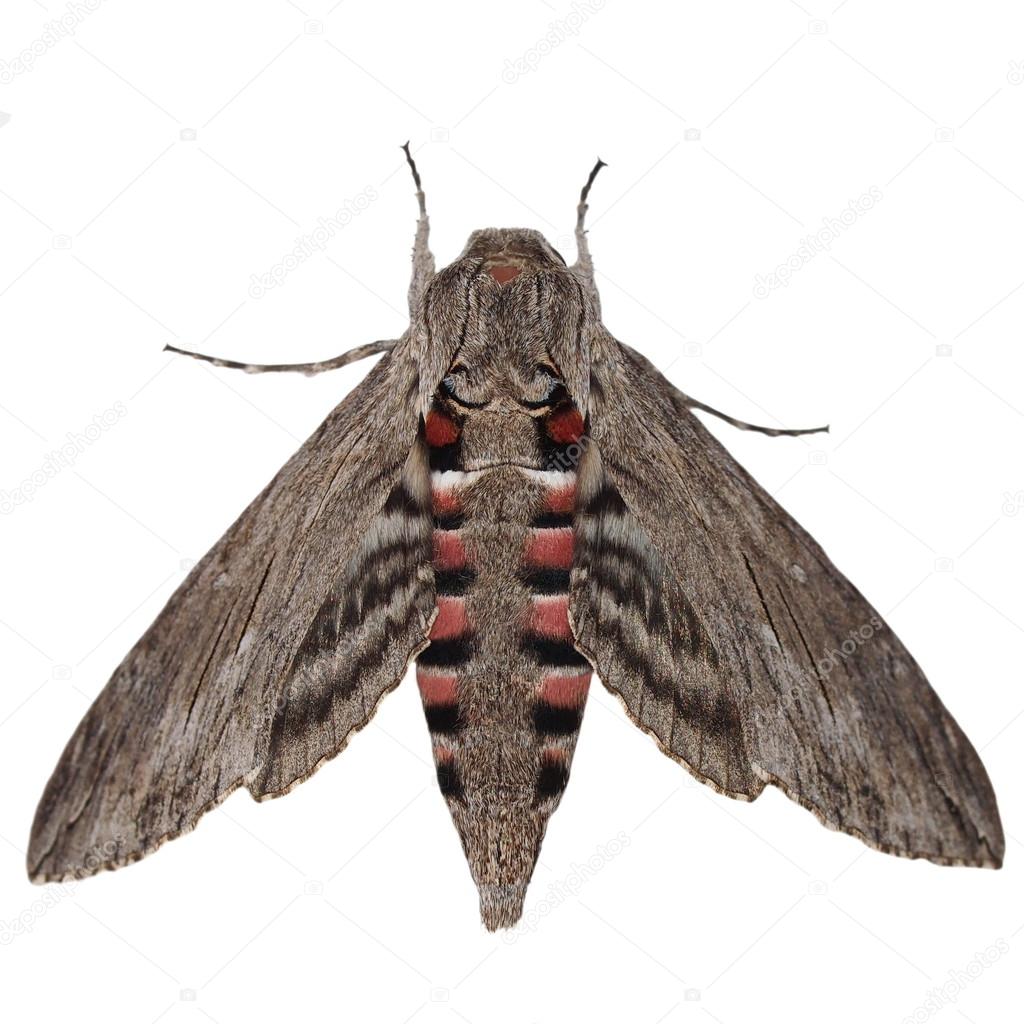 Convolvulus Hawk-moth, (Agrius convolvuli) Gray moth isolated on white background