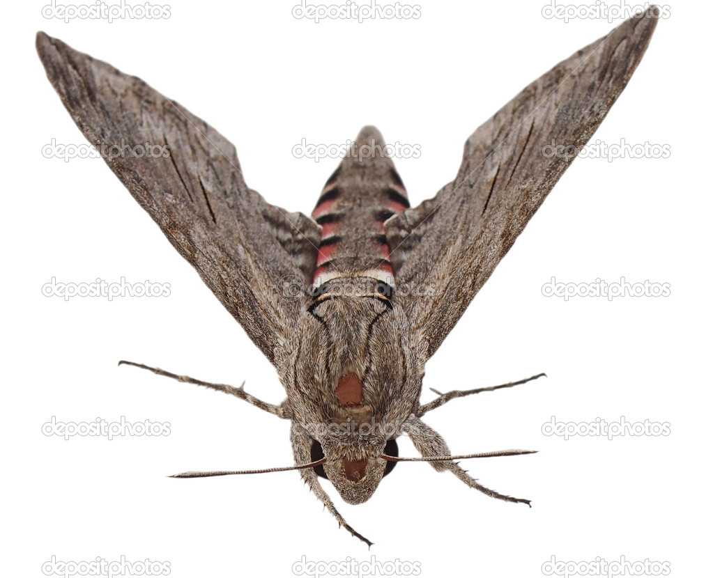 Convolvulus Hawk-moth, (Agrius convolvuli) Gray moth isolated on white background