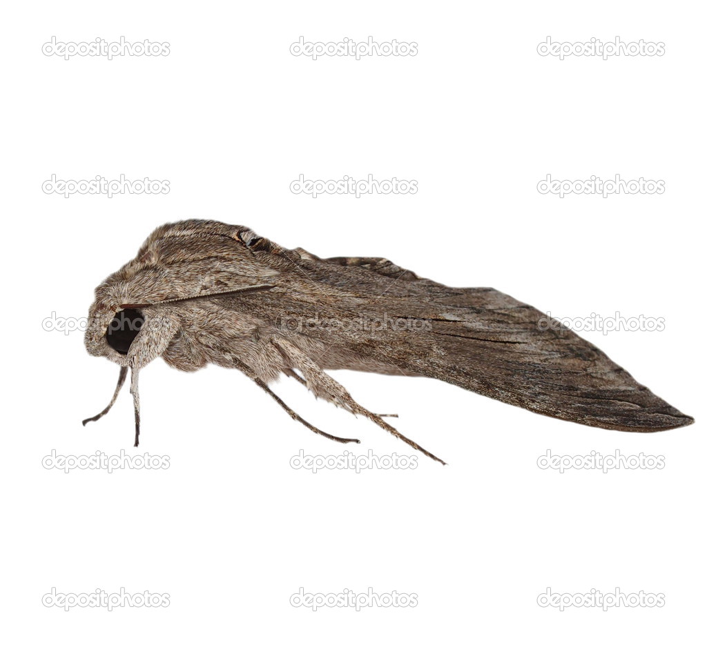 Convolvulus Hawk-moth, (Agrius convolvuli) Gray moth isolated on white background