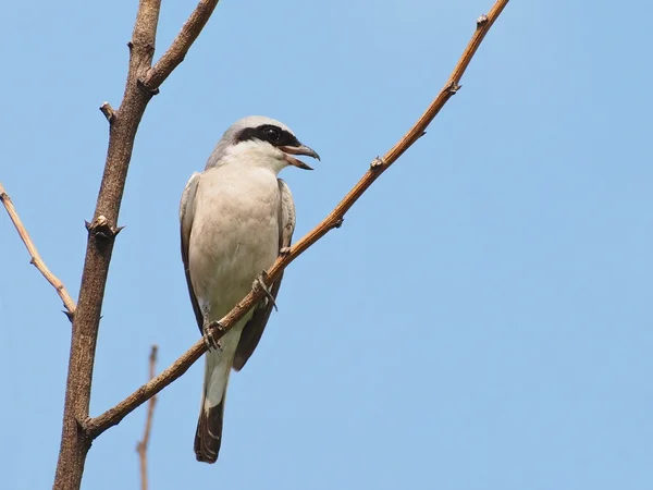 Red backed Shrike, Lanius collurio — Stock Photo, Image