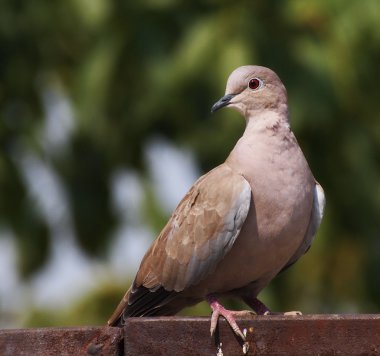 Avrasya yakalı güvercin, streptopelia decaocto