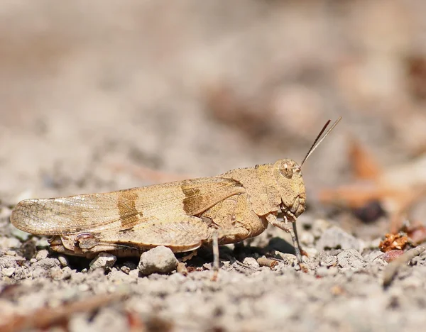 Brown grasshopper — Stock Photo, Image