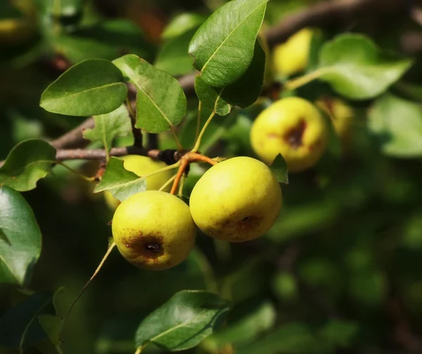 Europese wilde peren — Stockfoto