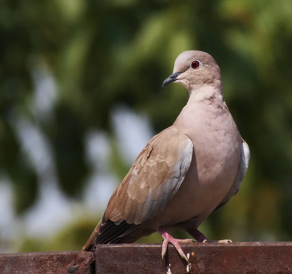 Colombe à collier eurasien, Streptopelia decaocto — Photo