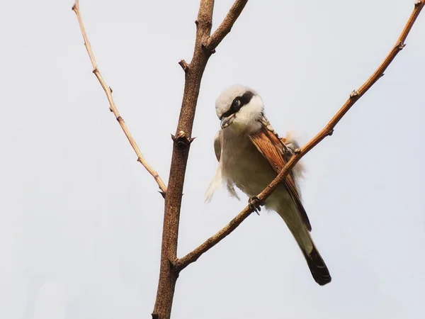 Shrike con respaldo rojo, Lanius collurio — Foto de Stock