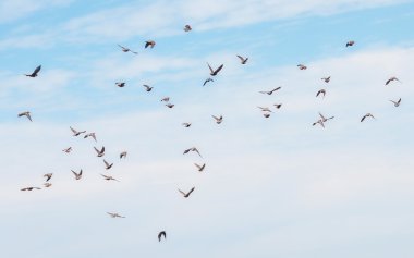 akın, kuşlar, ortak starling, sturnus vulgaris