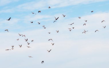 Flock of birds, Common Starling, Sturnus vulgaris clipart