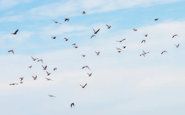 Kudde van vogels, Spreeuw, sturnus vulgaris — Stockfoto