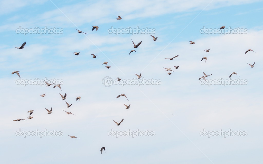 Flock of birds, Common Starling, Sturnus vulgaris