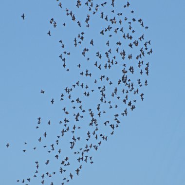 Mavi gökyüzü, sığırcık, sturnus vulgaris Kuşlar sürüsü