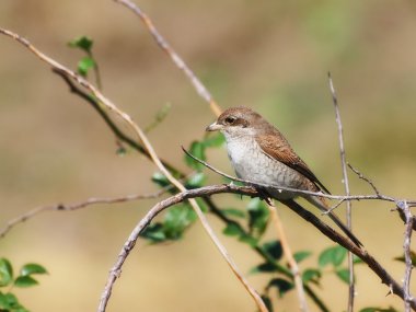 lanius collurio kırmızı sırt örümcek kuşu