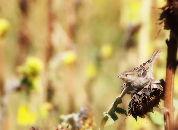 House Sparrow on sunflower background, Passer domesticus — Stock Photo, Image