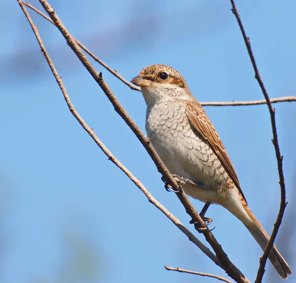 Shrike con respaldo rojo, Lanius collurio —  Fotos de Stock