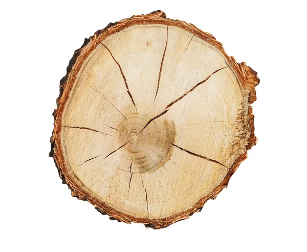 Sección transversal del tronco del árbol aislado sobre fondo blanco — Foto de Stock