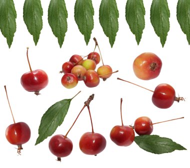 Kırmızı yengeç elma, beyaz zemin üzerine izole set crabapples