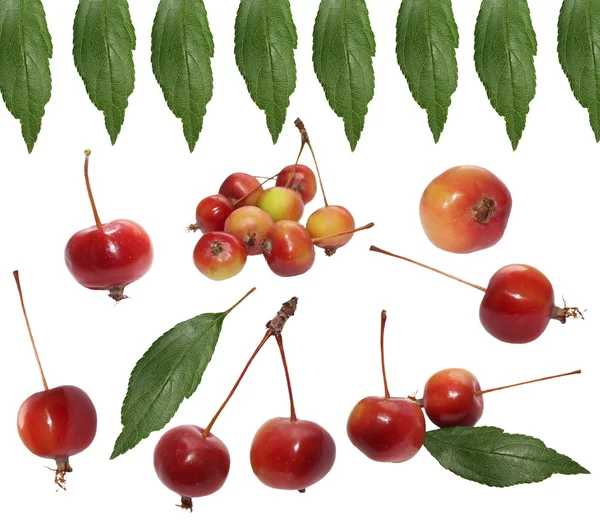 Are Crabapple Berries Bad For Dogs