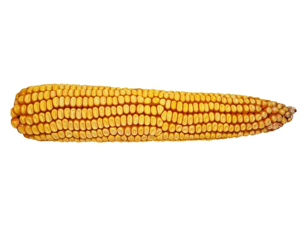 Kukurydziany na białym tle na białym tle (to jest naturalne hybrydy, nie gmo) — Zdjęcie stockowe