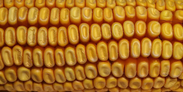 Fundo de milho — Fotografia de Stock
