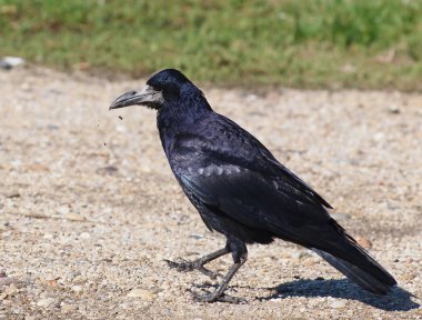 Kale (Corvus frugilegus)