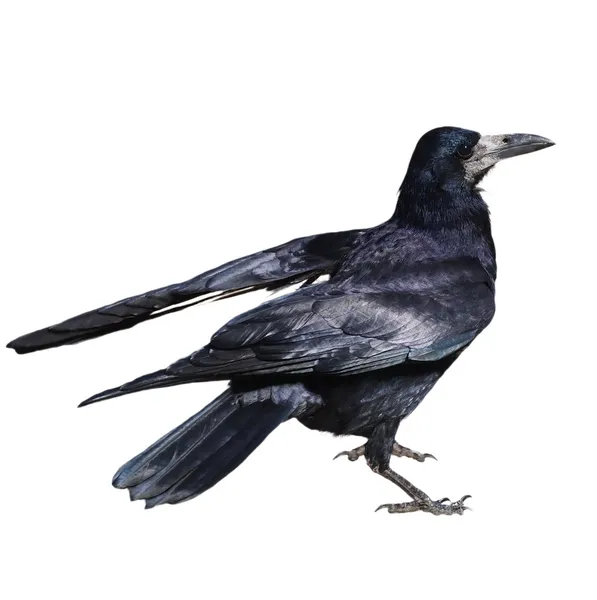 Rook (Corvus Frugilegus) ถูกแยกจากพื้นหลังสีขาว — ภาพถ่ายสต็อก