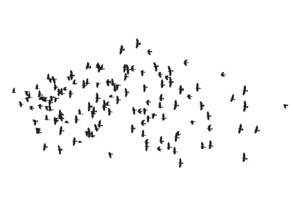 Stormo di uccelli isolati su sfondo bianco (Rook e Jackdaw ) — Foto Stock