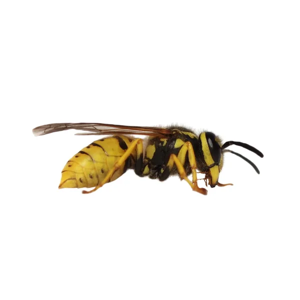 Vespa europeia Vespula germanica isolado sobre fundo branco — Fotografia de Stock