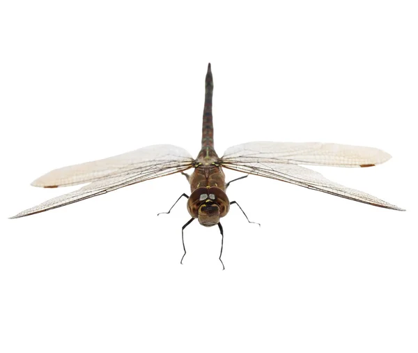 Macro libellule isolée sur fond blanc — Photo