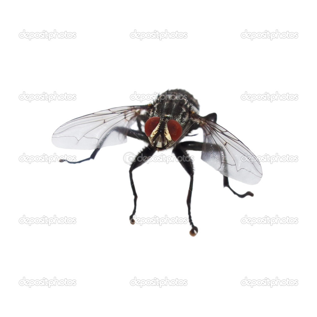 Fly in flight isolated on white background