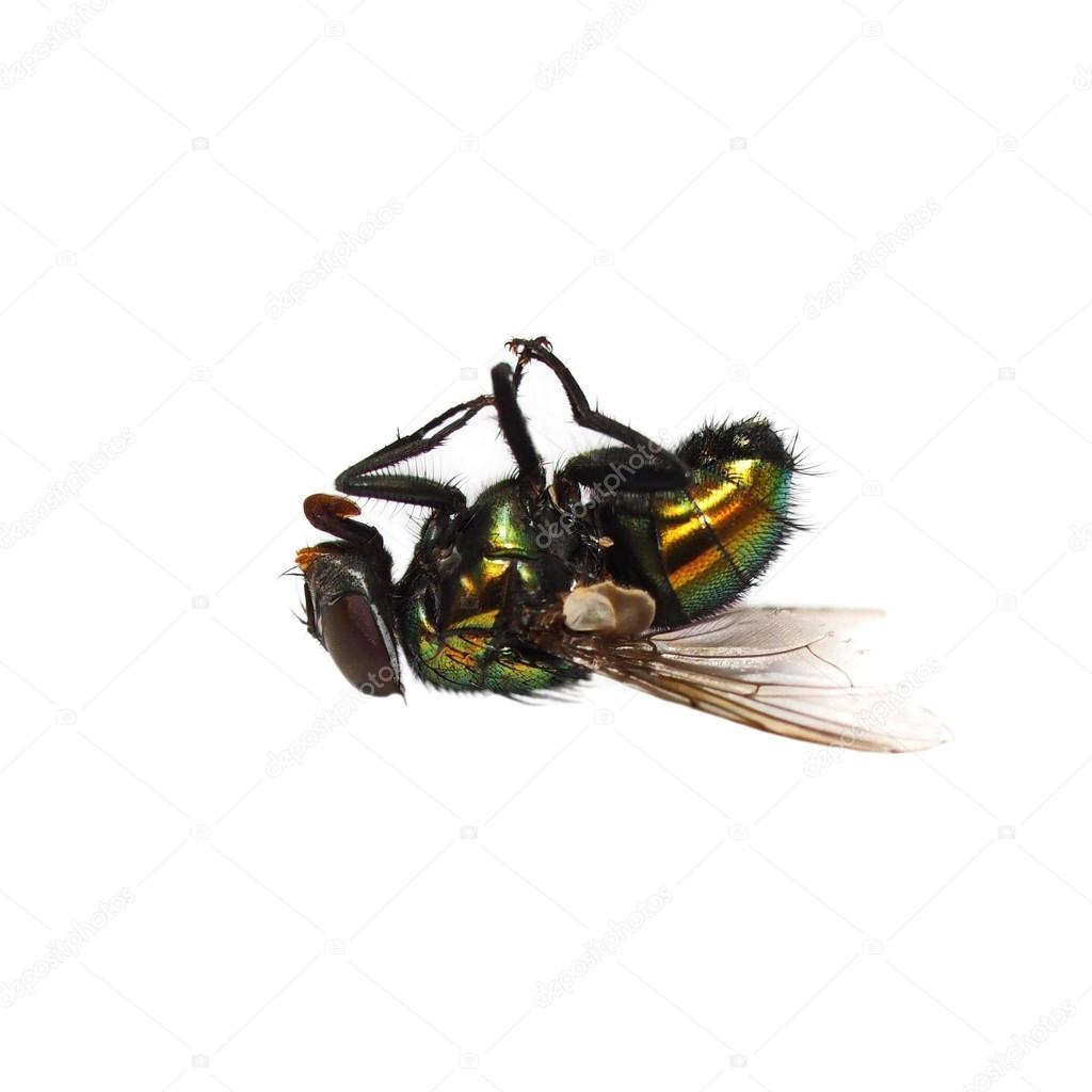 Dead fly isolated on white background