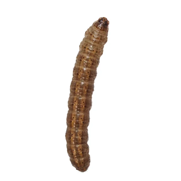 Деревянный червь изолирован на белом фоне — стоковое фото