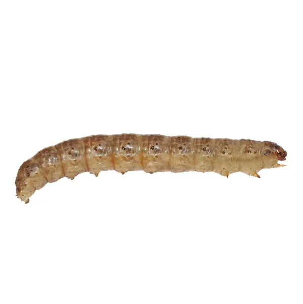 Деревянный червь изолирован на белом фоне — стоковое фото