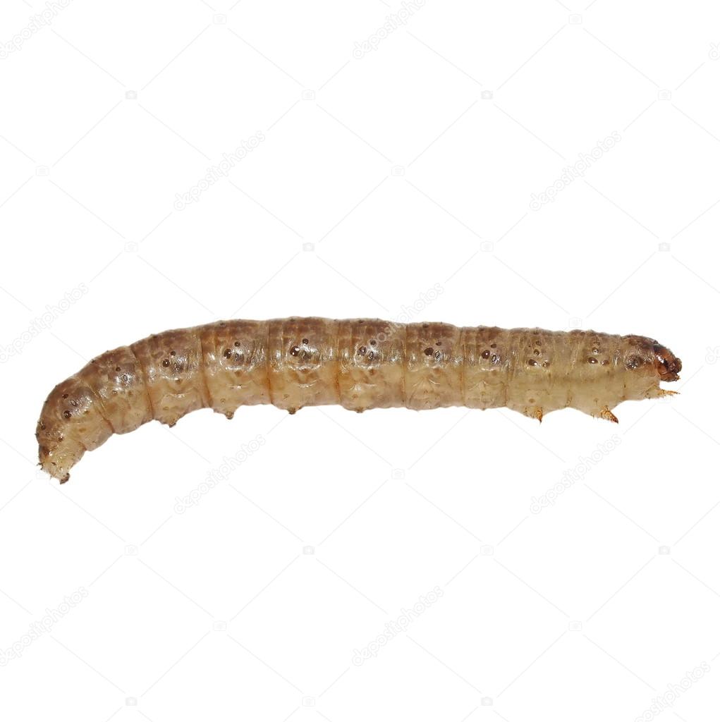 Woodworm isolated on white background