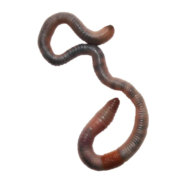 Earthworm, robak ziemi izolowane na białym tle (Common Asian Earthworm, amynthas ) — Zdjęcie stockowe