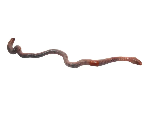 Verme terrestre, verme terrestre isolado no fundo branco (minhoca asiática comum, amynthas  ) — Fotografia de Stock