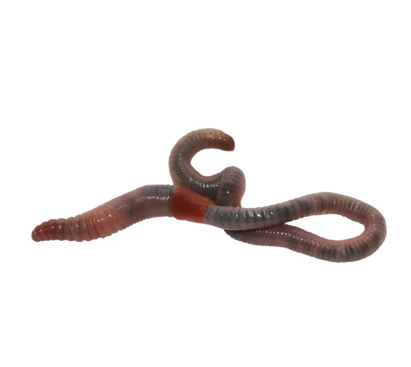 Earthworm, earth worm isolated on white background ( common Asian earthworm, amynthas )