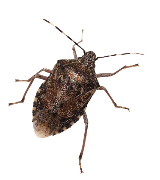 Brown Marmorated Stink Bug isolado em branco — Fotografia de Stock