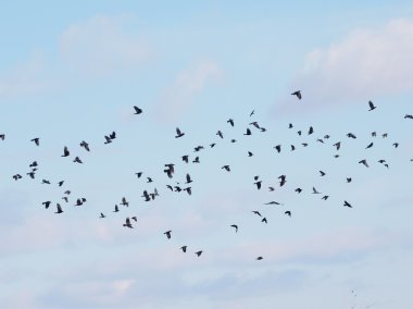 Mavi gökyüzündeki kuş sürüsü